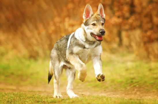 The Science Behind Beaphar HD Tablets: How Each Ingredient Works for Joint Health