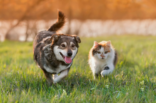 Is Your Pet Lacking Minerals? Signs to Watch For & How Bone Builder Can Help