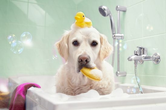 Beaphar White Coat Shampoo: The Best Shine Solution for Your White Dog’s Glorious Coat