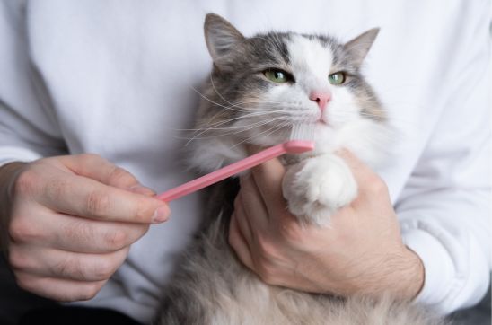 The Ultimate Guide to Choosing the Right Toothpaste for Your Cat: From Kittens to Seniors