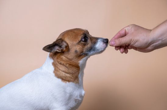 Understanding the Dosage: Tailoring Beaphar Kalk Calcium Tablets to Your Pet’s Needs