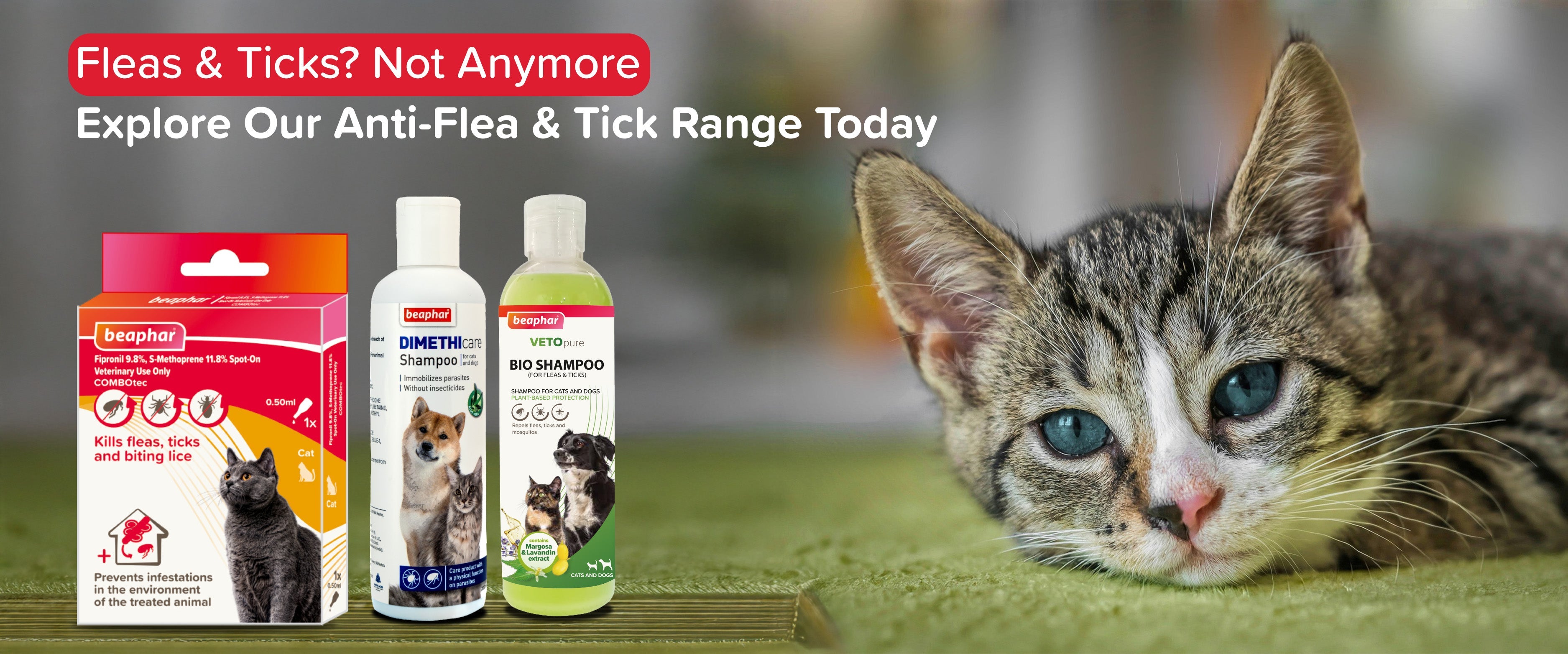 Illustration of Flea Control For Cats In The Yard