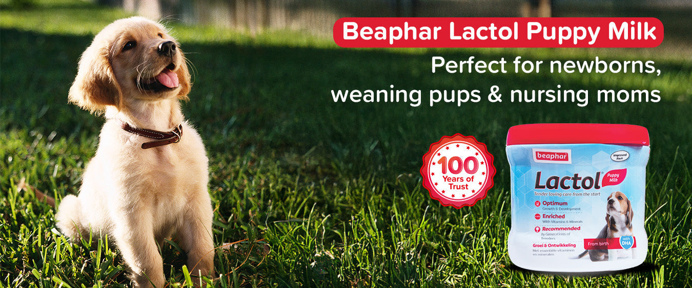 Dog Food & Supplements