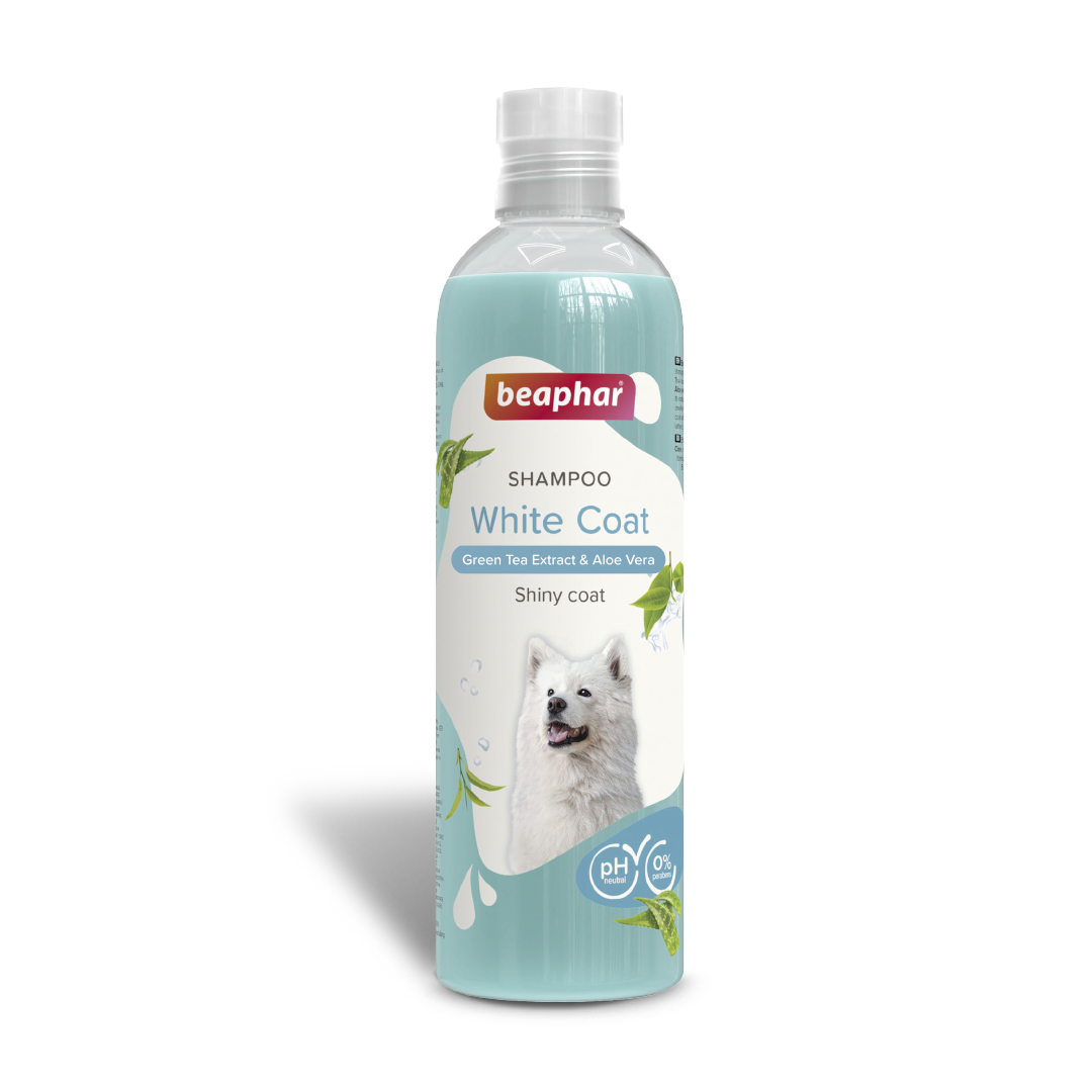 Shampoo Bubble White Coat Dog