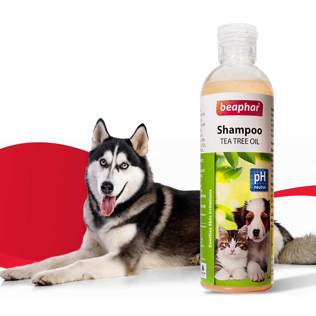 Tea Tree Oil Shampoo