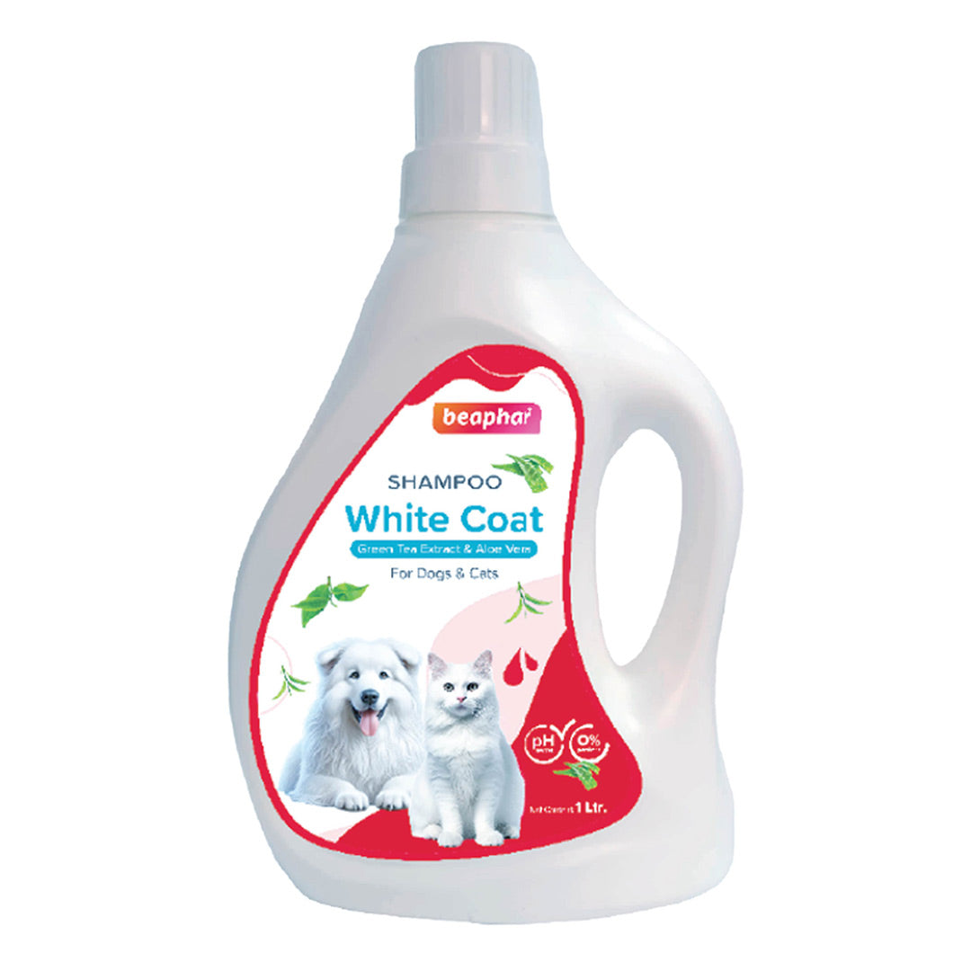 Shampoo Bubble White Coat Dog