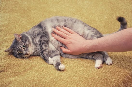 Safe Supplementation: How to Use Beaphar Stomach Calming Tablets for Your Pet’s Digestive Health