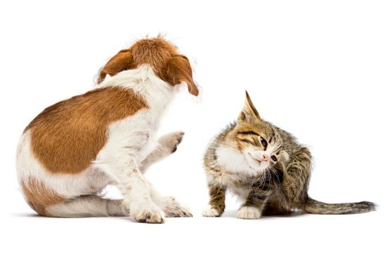 COMBOtec by Beaphar – The Ultimate Shield Against Fleas, Ticks & More for Dogs and Cats
