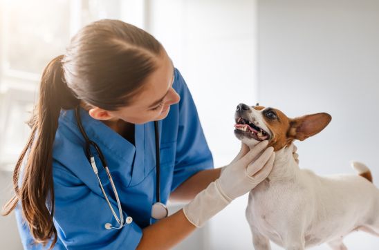 Choosing the Right Beaphar Product for Your Pet’s Life Stage: A Focus on Dental Health