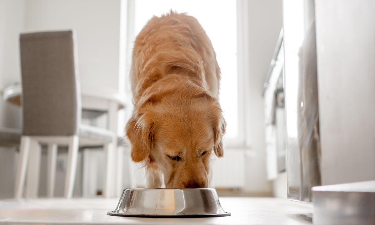 Is Paneer Good for Dogs? Everything You Need to Know Before Feeding It