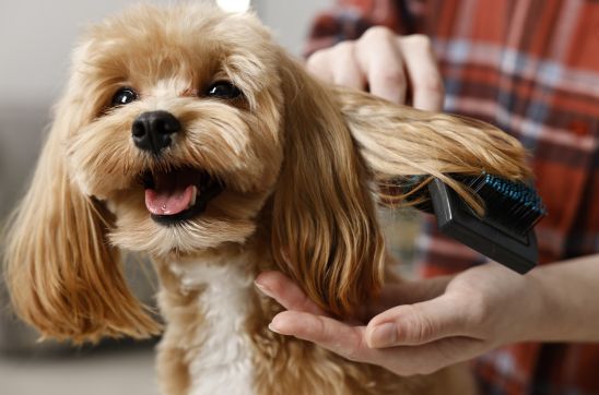 Paw-sitively Clean: The Everyday Hygiene Ritual Your Pet Deserves