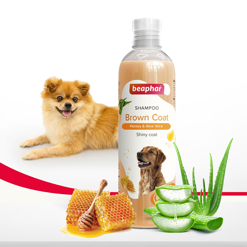 Shampoo Transparant Brown Coat Dog