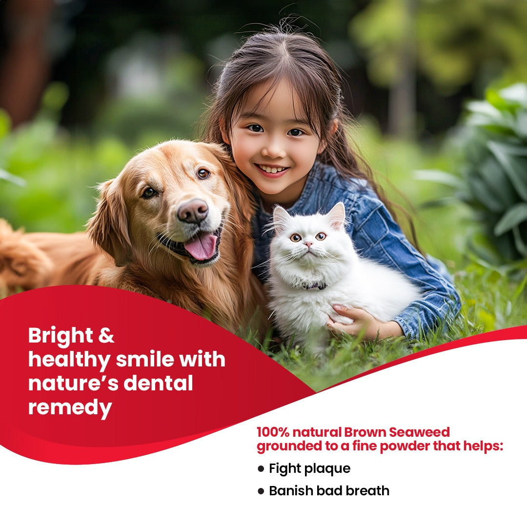 Dental Powder 75 GM