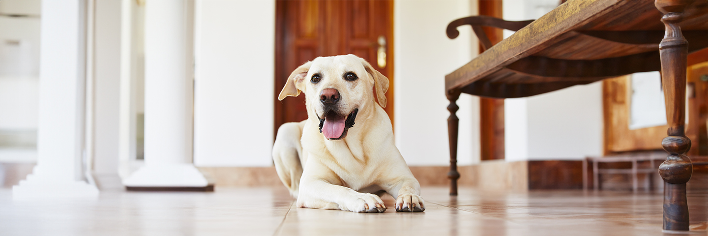 A guide to leaving your pet at home alone