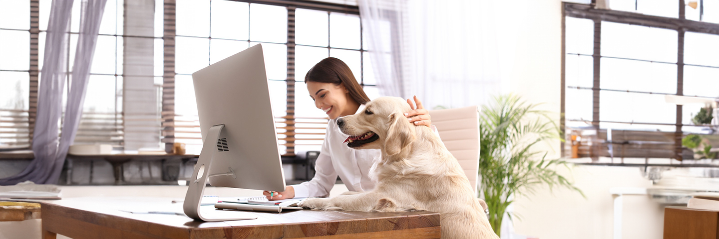 How dogs can help relieve stress in the workplace