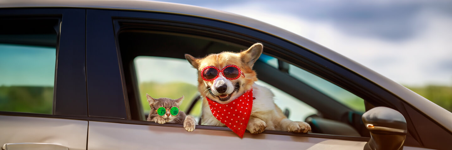 Take your dog on holiday: with these tips you are well prepared