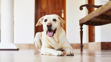 A guide to leaving your pet at home