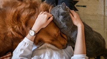 Cause of stress in cats and dogs