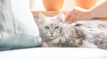 How can you detect flea infestation