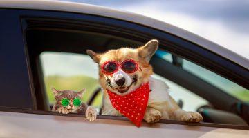 How to get cats and dogs used to car travel