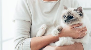 New pet cat guide